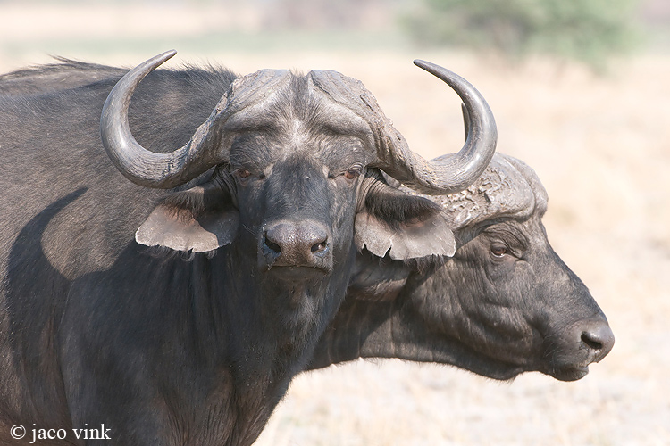 Cape Buffalo - Kaapse Buffel - Syncerus caffer