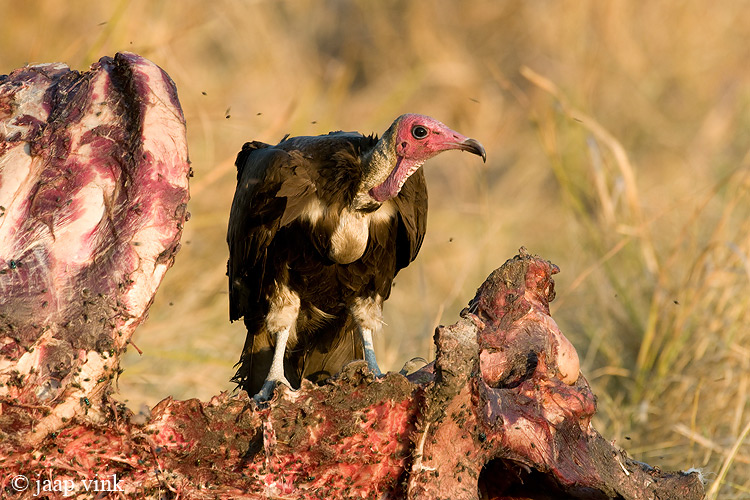 Hooded Vulture - Kapgier - Necrosyrtes monachus