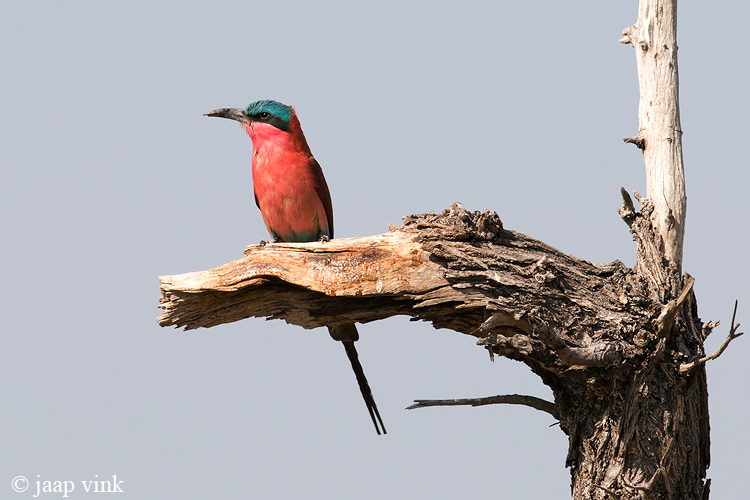 Southern Carmine Bee-eater - Zuidelijke Karmijnrode Bijeneter - Merops nubicoides