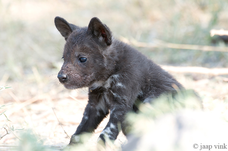 African Wild Dog - Afrikaanse Wilde Hond - Lycaon pictus