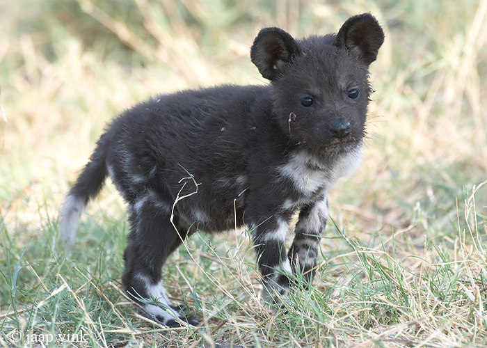 African Wild Dog - Afrikaanse Wilde Hond - Lycaon pictus