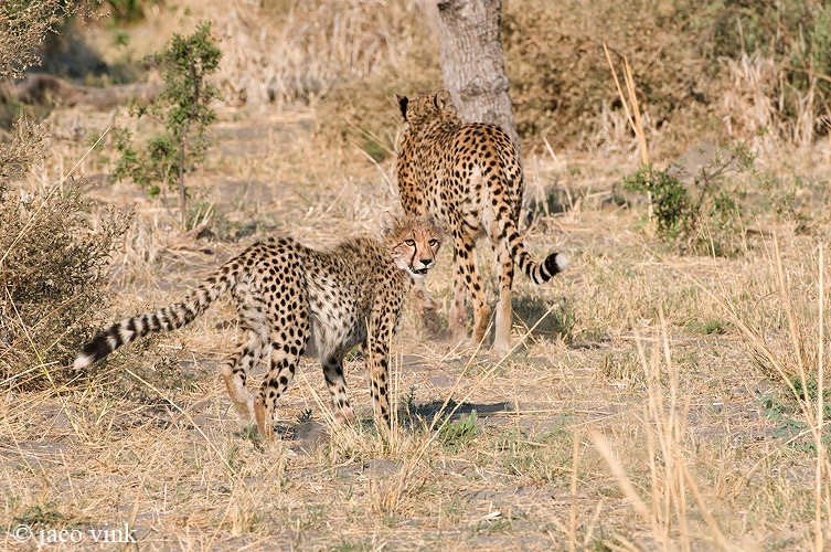 Cheetah - Jachtluipaard - Acinonyx jubatus