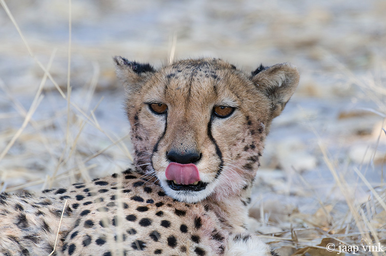 Cheetah - Jachtluipaard - Acinonyx jubatus