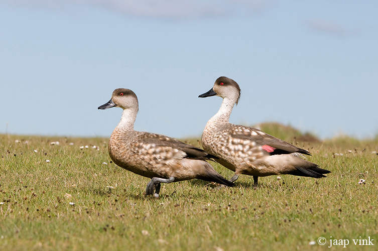 Crested Duck - Gekuifde Eend - Anas specularioides