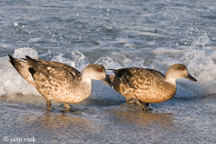 Crested Duck - Gekuifde Eend - Anas specularioides