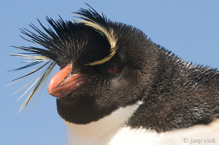 Rockhopper - Geelkuifpingun - Eudyptes chrysocome