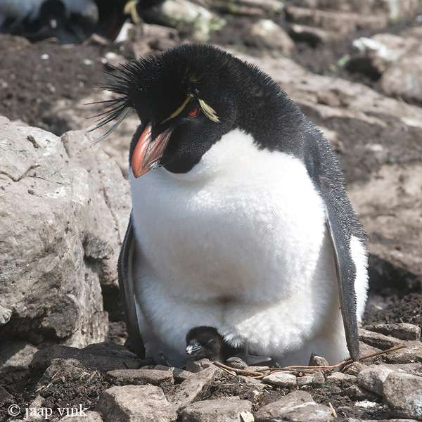 Rockhopper - Geelkuifpingun - Eudyptes chrysocome