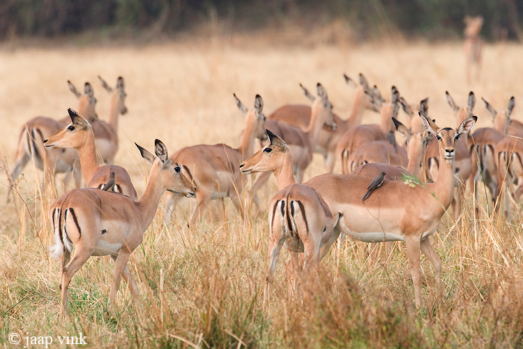 Impala - Impala - Aepyceros melampus