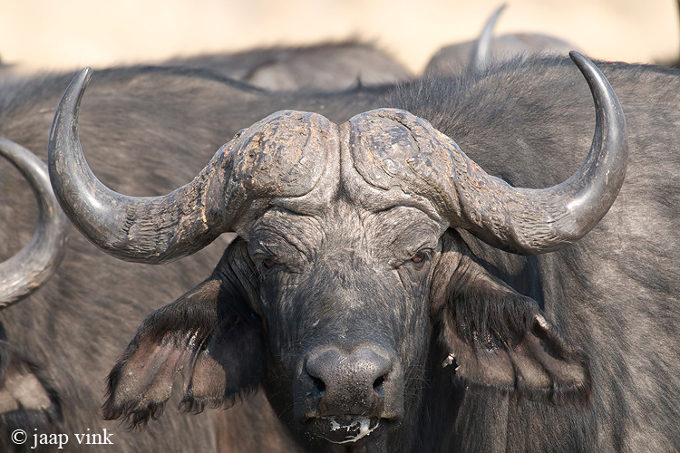 Cape Buffalo - Kaapse Buffel - Syncerus caffer