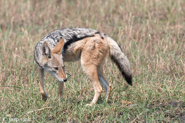 Black-backed Jackal - Zadeldekjakhals - Canis mesomelas