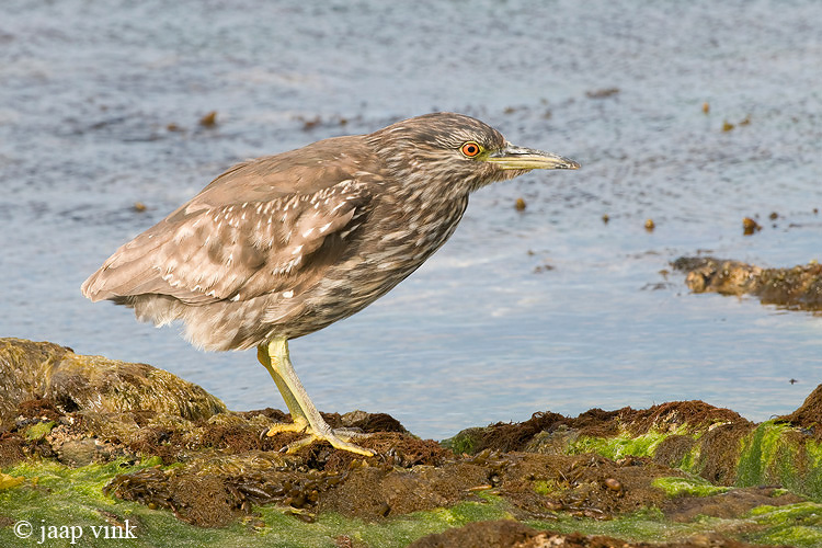 Black-crowned Night-Heron - Kwak - Nycticorax nycticorax