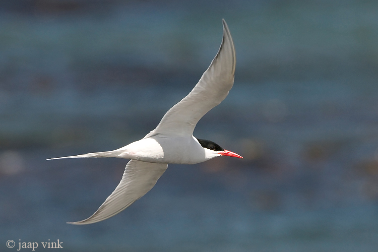 South American Tern - Zuidamerikaanse Visdief - Sterna hirundinacea