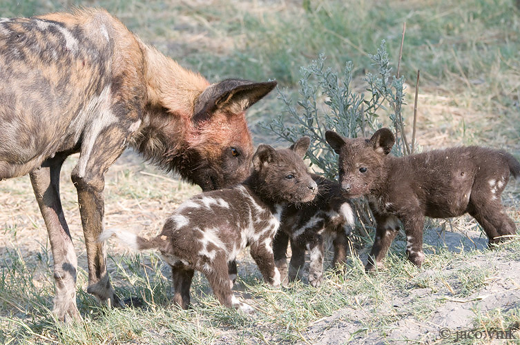 African Wild Dog - Afrikaanse Wilde Hond - Lycaon pictus