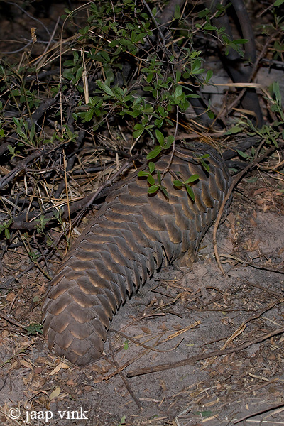 Ground Pangolin - Pangolin - Manis temminckii