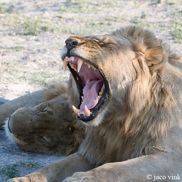 Lion - Leeuw - Panthera leo
