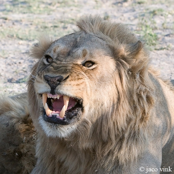 Lion - Leeuw - Panthera leo