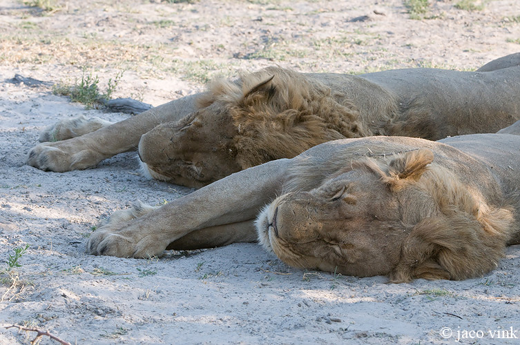 Lion - Leeuw - Panthera leo