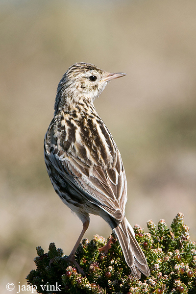 Correndera Pipit - Correndera Pieper - Anthus correndera
