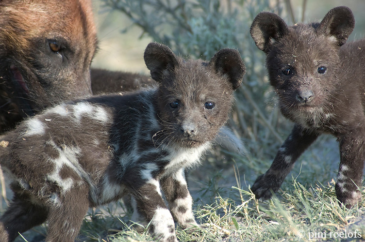 AFrican Wild Dog - Afrikaanse Wilde Hond - Lycaon pictus