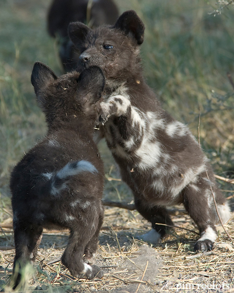 African Wild Dog - Afrikaanse Wilde Hond - Lycaon pictus