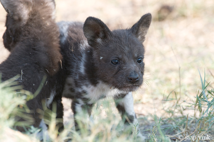 African Wild Dog - Afrikaanse Wilde Hond - Lycaon pictus