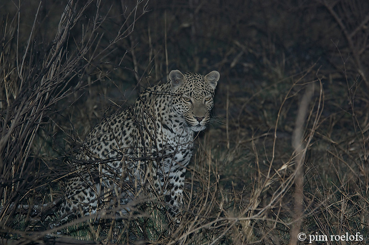 Leopard - Luipaard - Panthera pardus