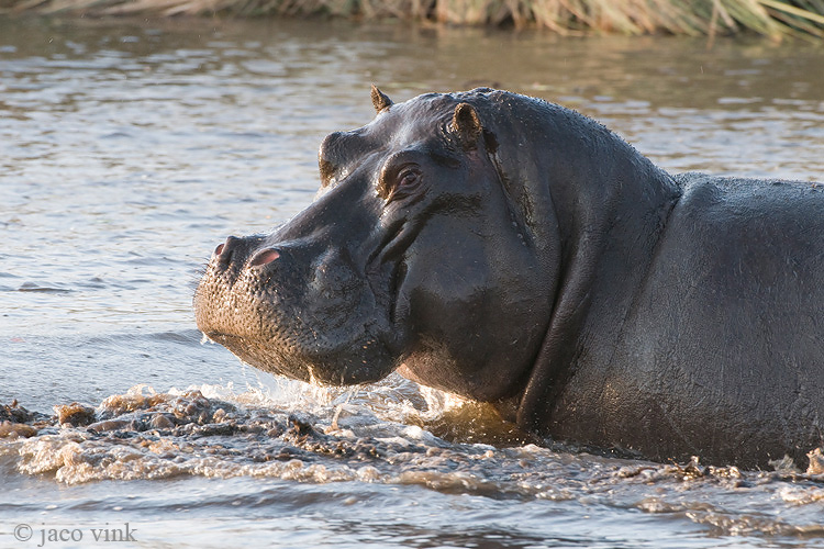 Hippopotamus - Nijlpaard - Hippopotamus amphibius