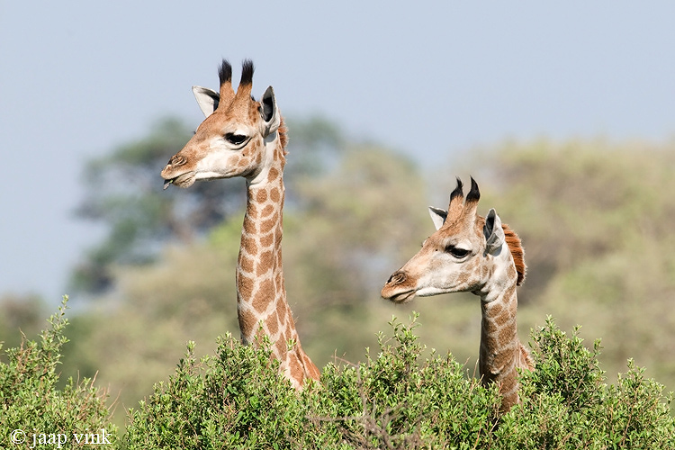 Giraffe - Giraf - Giraffa camelopardelis