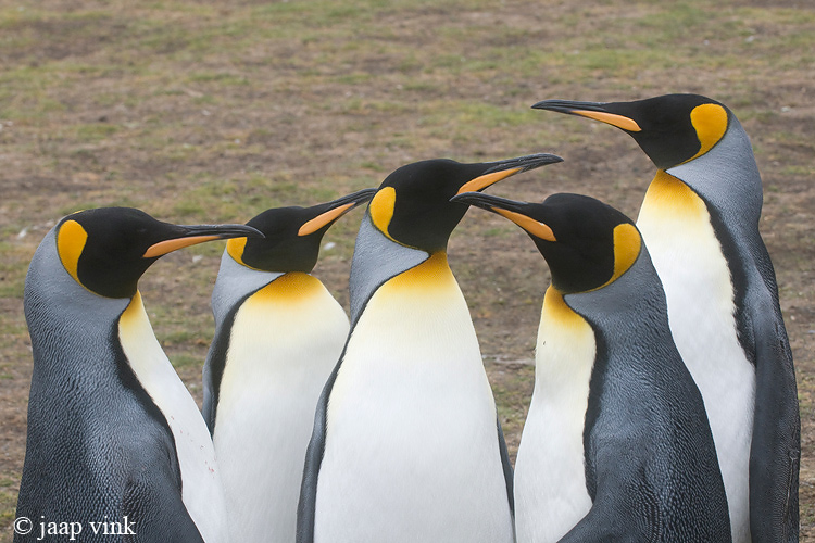 King Penguin - Koningspingun - Aptenodytes patagonicus