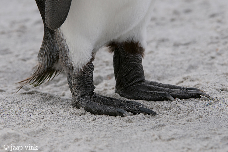 King Penguin - Koningspingun - Aptenodytes patagonicus