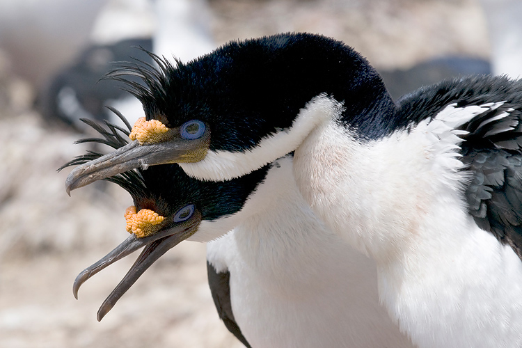Imperial Shag - Blauwoogaalscholver - Phalacrocorax atriceps