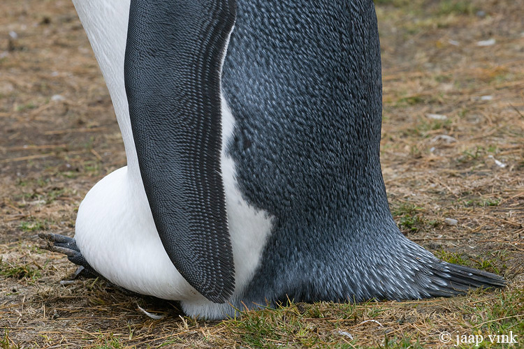 King Penguin - Koningspingun - Aptenodytes patagonicus