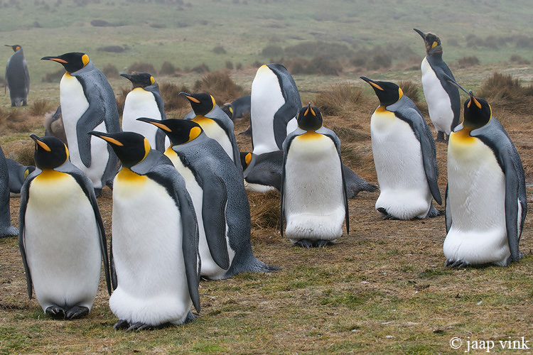King Penguin - Koningspingun - Aptenodytes patagonicus
