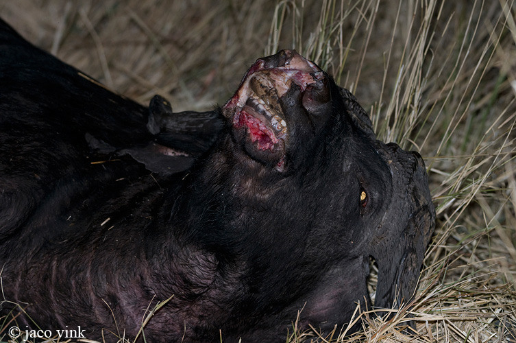 Cape Buffalo - Kaapse Buffel - Syncerus caffer