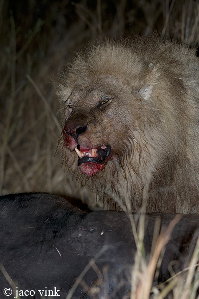 Lion - Leeuw - Panthera leo