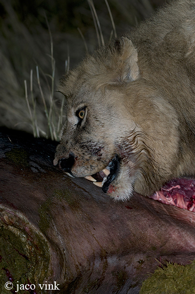 Lion - Leeuw - Panthera leo