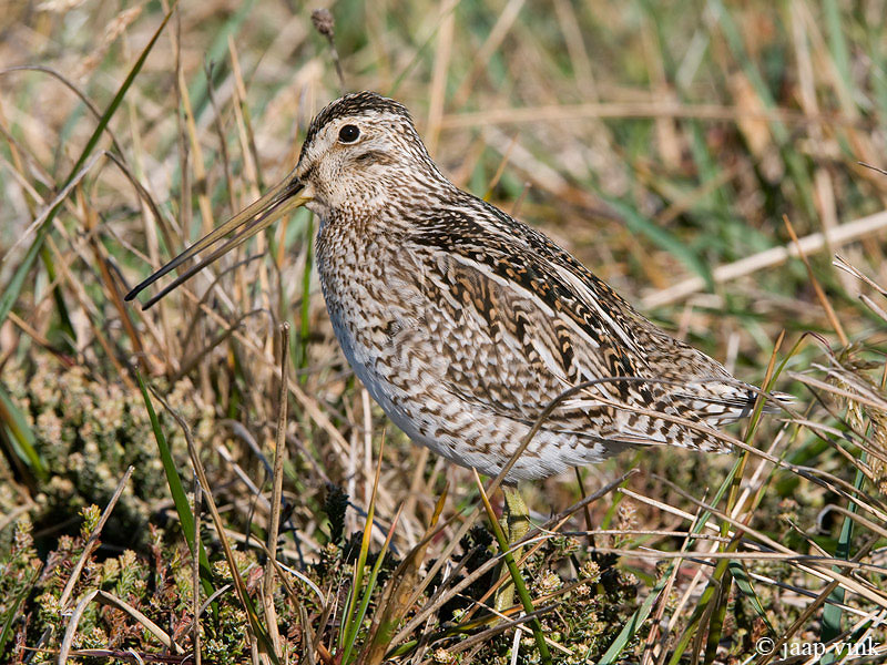 Magellanic Snipe - Zuidamerikaanse Snip - Gallinago paraguaiae