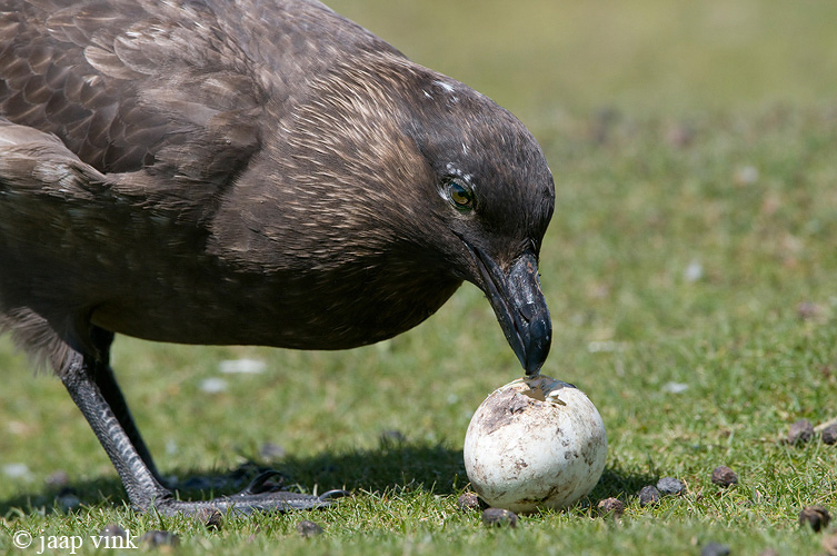 Falkland Skua - Subantarctische Grote Jager - Catharacta antarctica