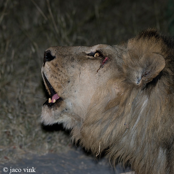 Lion - Leeuw - Panthera leo