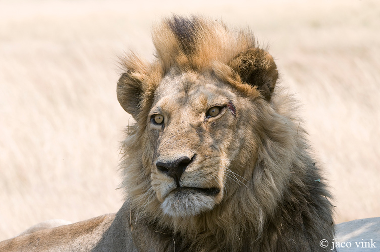 Lion - Leeuw - Panthera leo