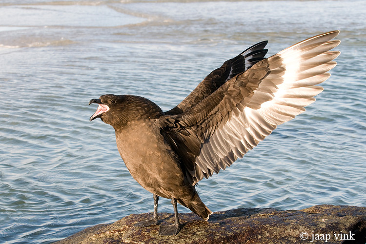 Falkland Skua - Subantarctische Grote Jager - Catharacta antarctica