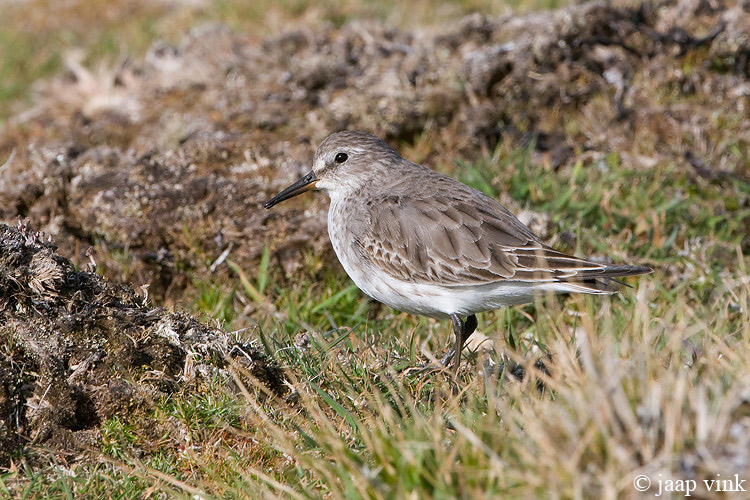 White-rumped Sandpiper - Bonapartes Strandloper - Calidris fuscicollis