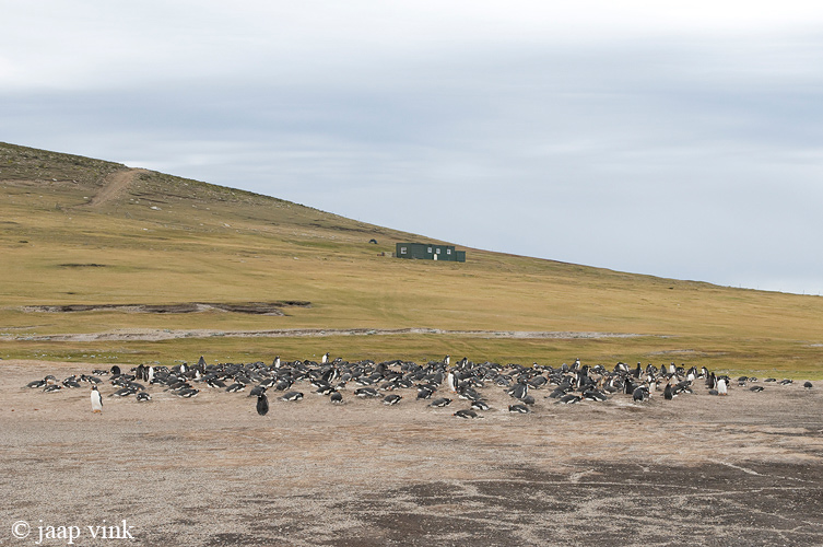 Gentoo Penguin - Ezelspingun - Pygoscelis papua