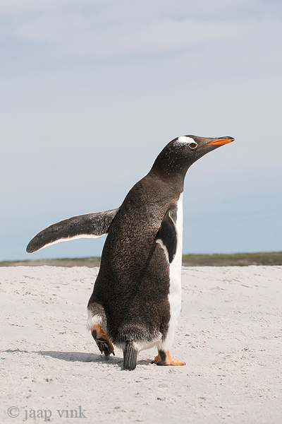 Gentoo Penguin - Ezelspingun - Pygoscelis papua