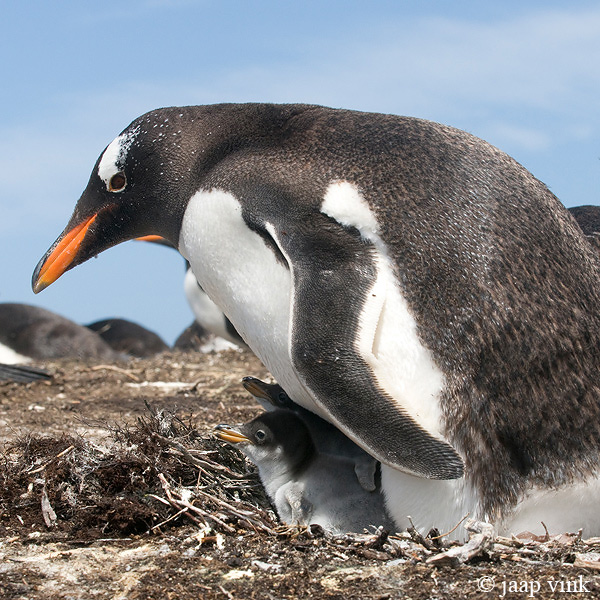 Gentoo Penguin - Ezelspingun - Pygoscelis papua