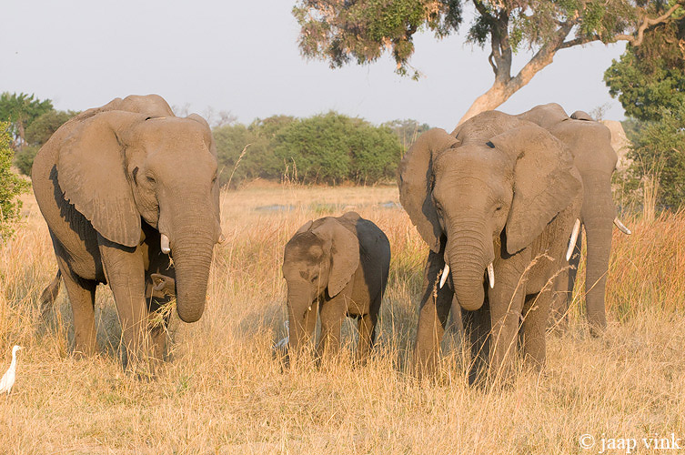 African Elephant - Afrikaanse Olifant - Loxodonta africana