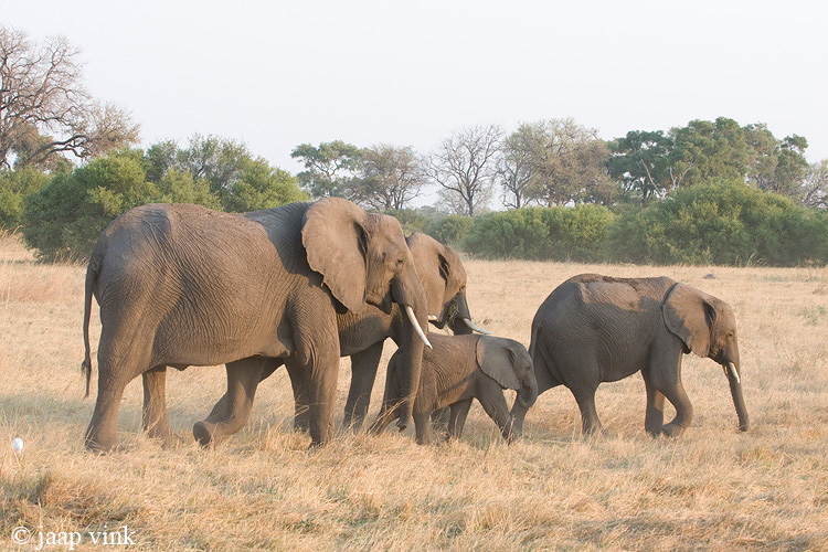 African Elephant - Afrikaanse Olifant - Loxodonta africana