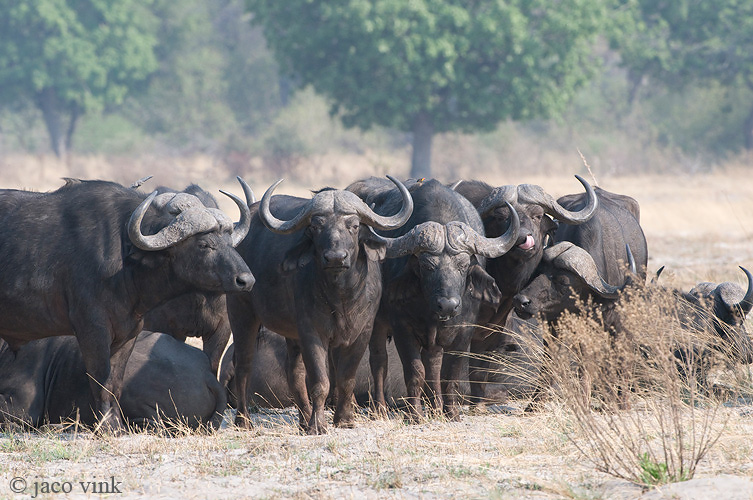 Cape Buffalo - Kaapse Buffel - Syncerus caffer