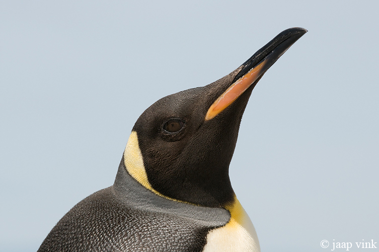 King Penguin - Koningspingun - Aptenodytes patagonicus