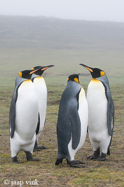 King Penguin - Koningspingun - Aptenodytes patagonicus